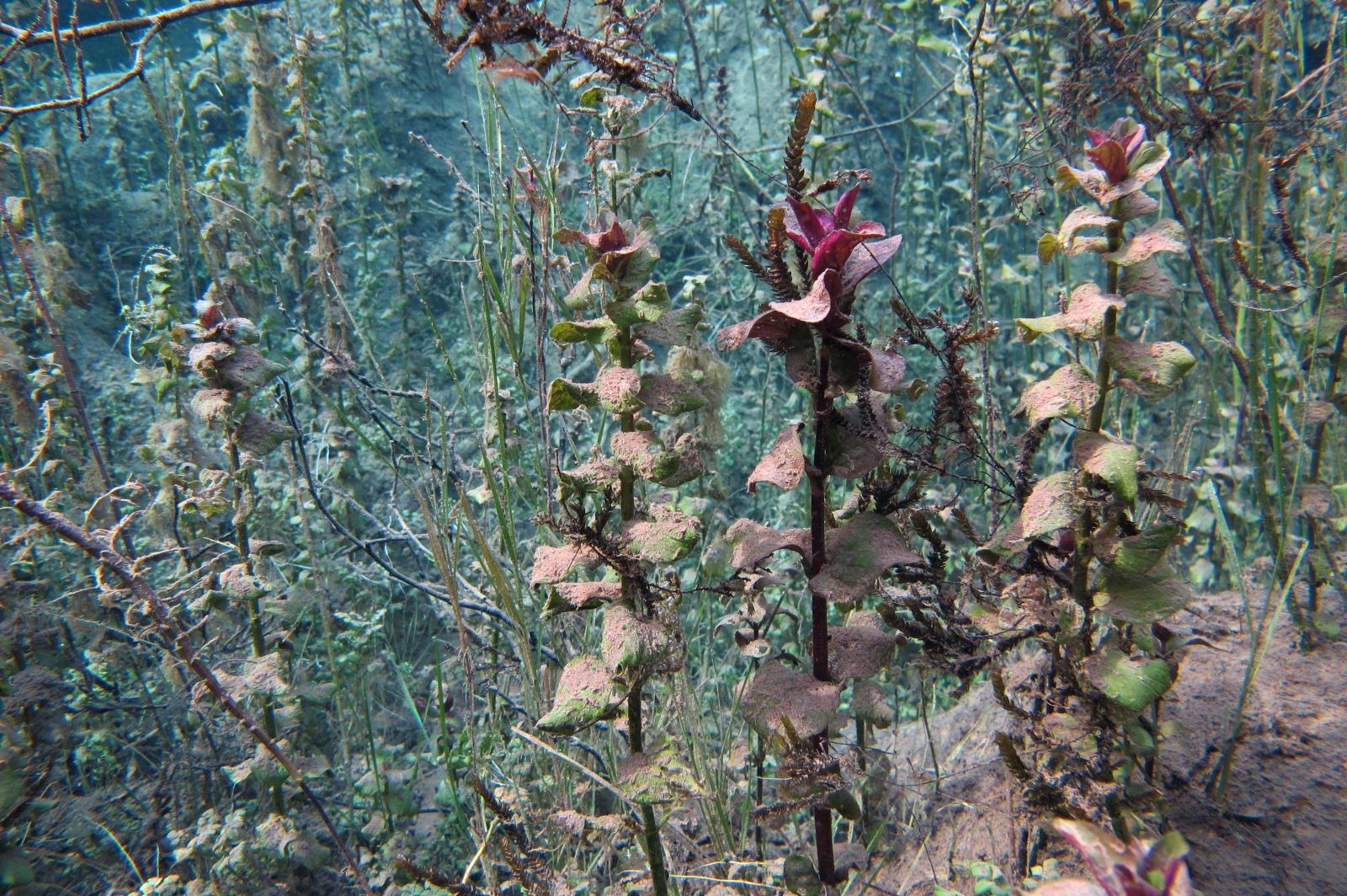 Pflanzen in Ammerquelltopf