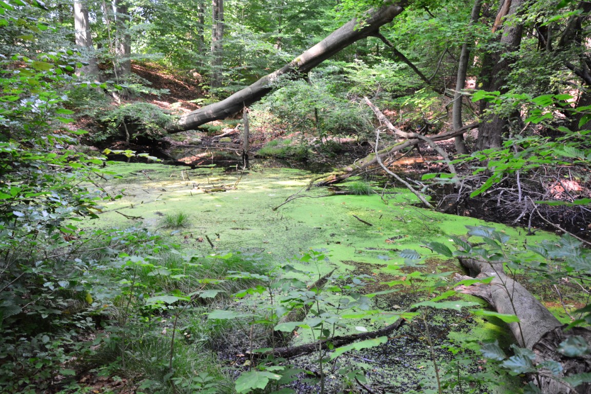 Dippmannsdorfer Paradies mit kleinen Tümpeln