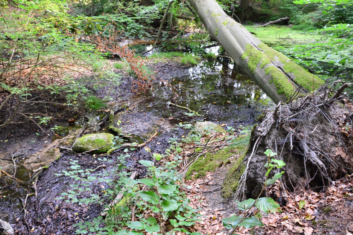 Quellenlandschaft Dippmannsdorfer Paradies