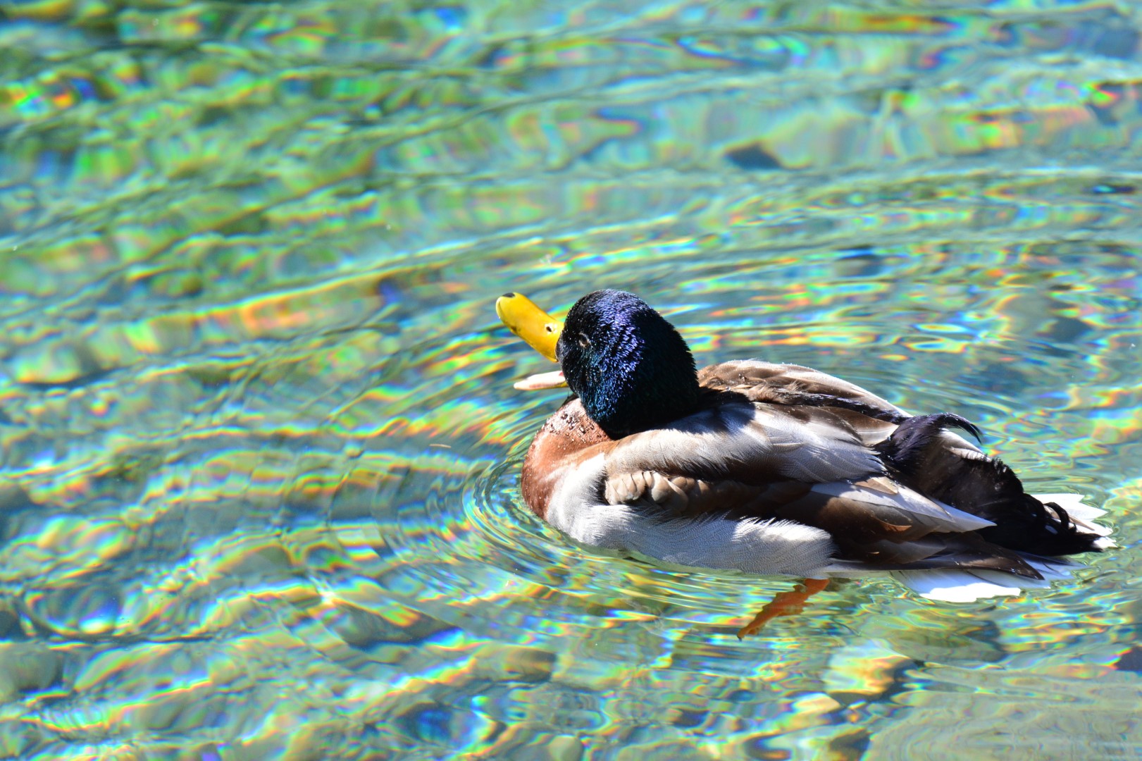Freie Meinungsäußerung
