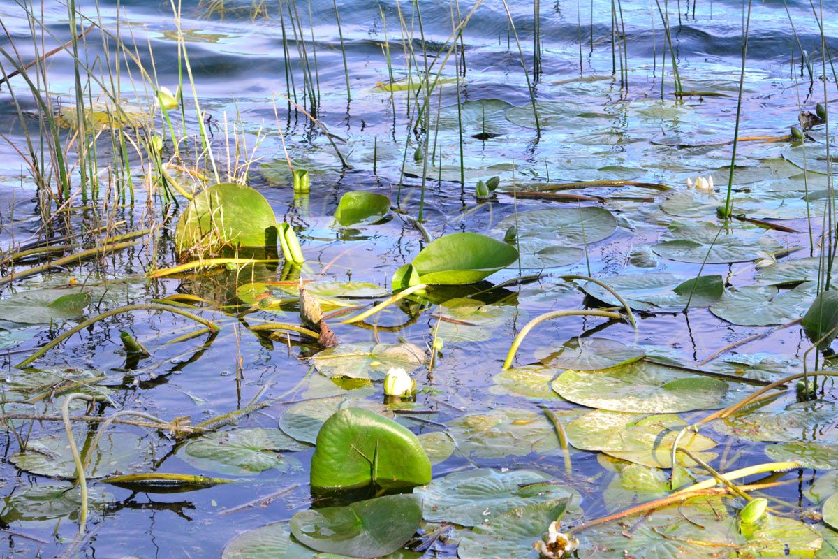 Bacina-Seen mit Seerosen